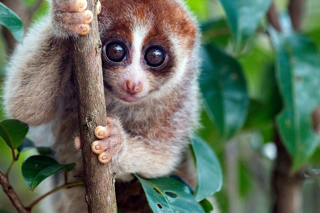 Bukitlawang orangutan | jungle trekking |slow loris