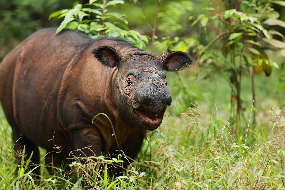 Bukitlawang jungle trekking |Sumatra Rhinoceros
