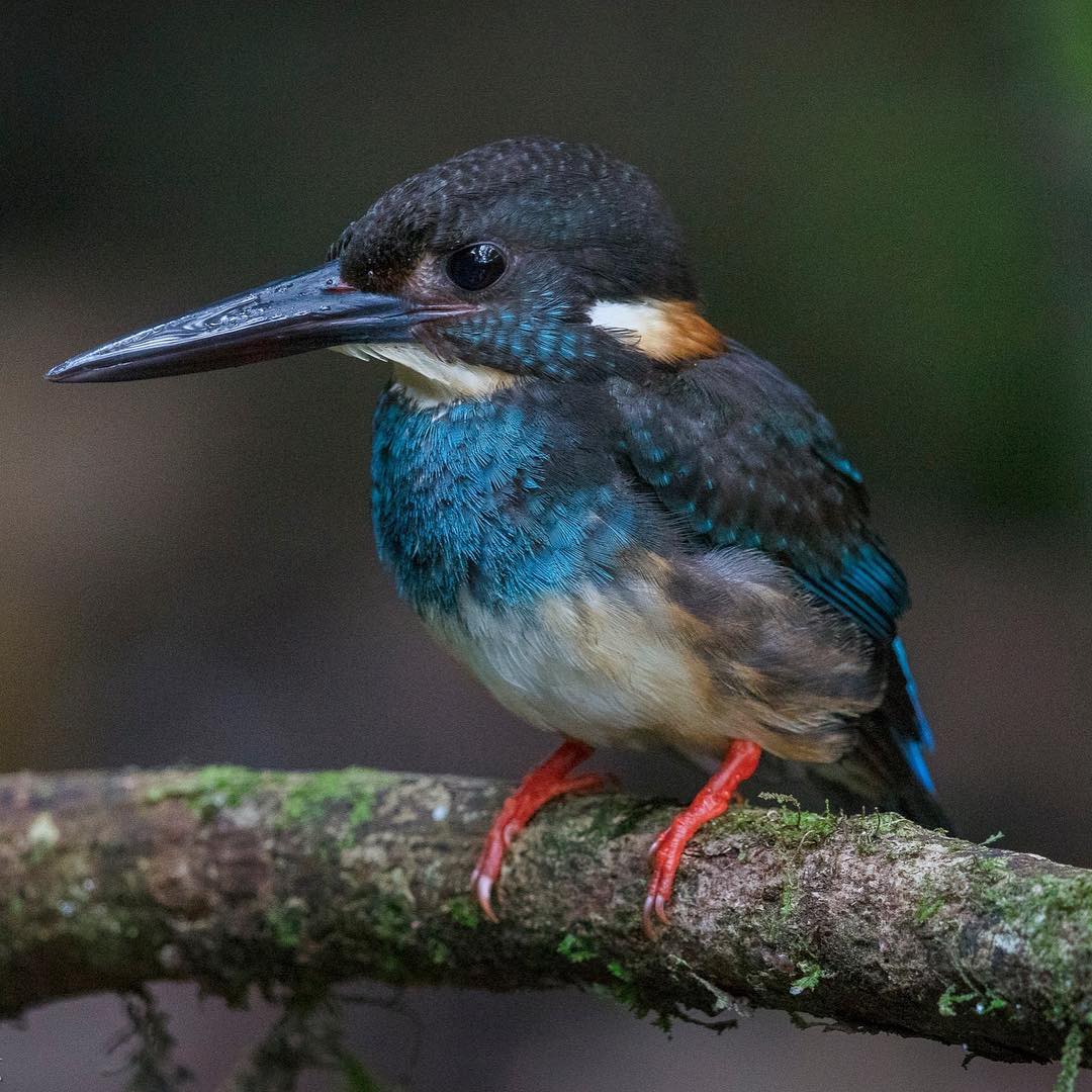 Bukit Lawang - Bird Watching