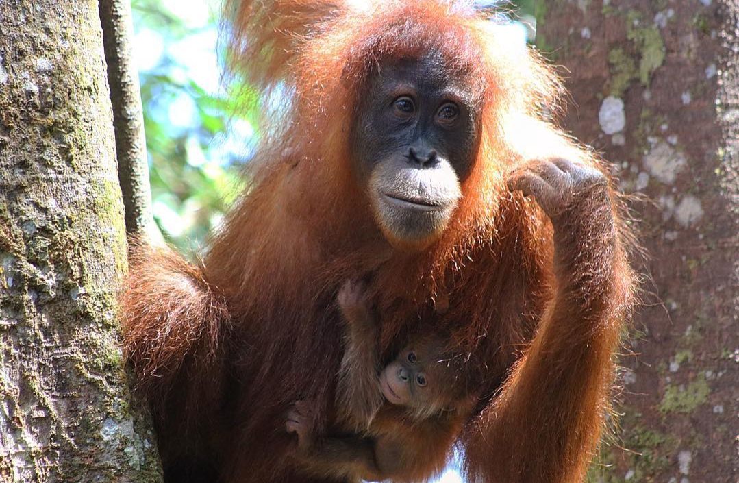 Bukitlawang orangutan|jungle trekking
